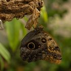 Caligo Telamonius