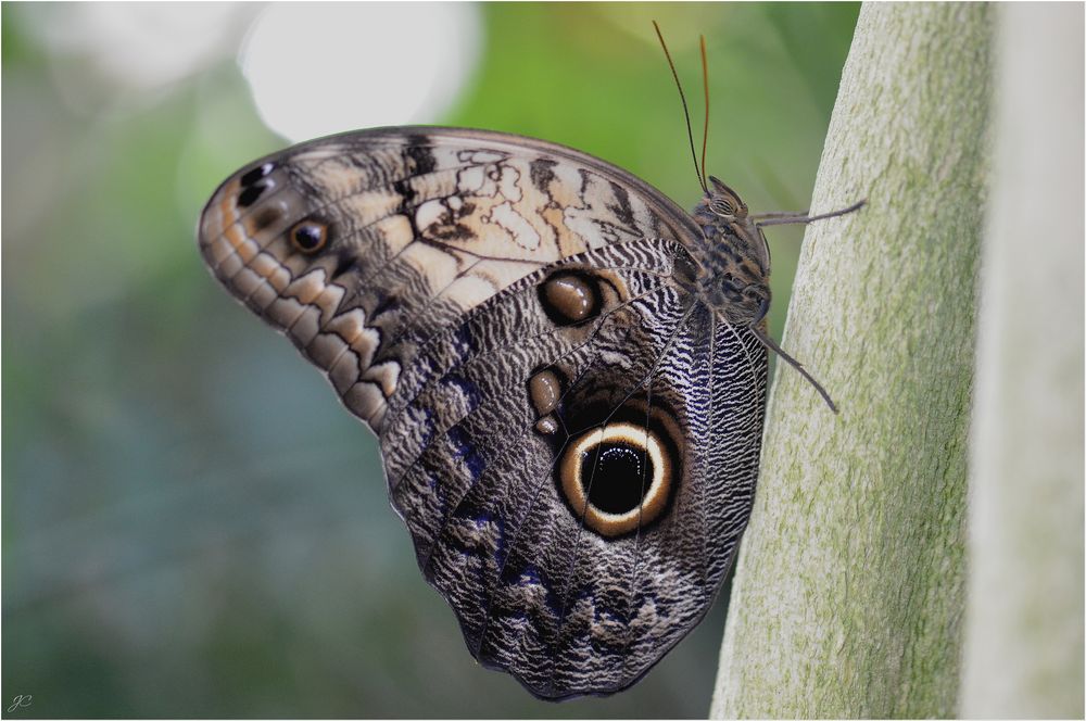 Caligo telamonius memnon