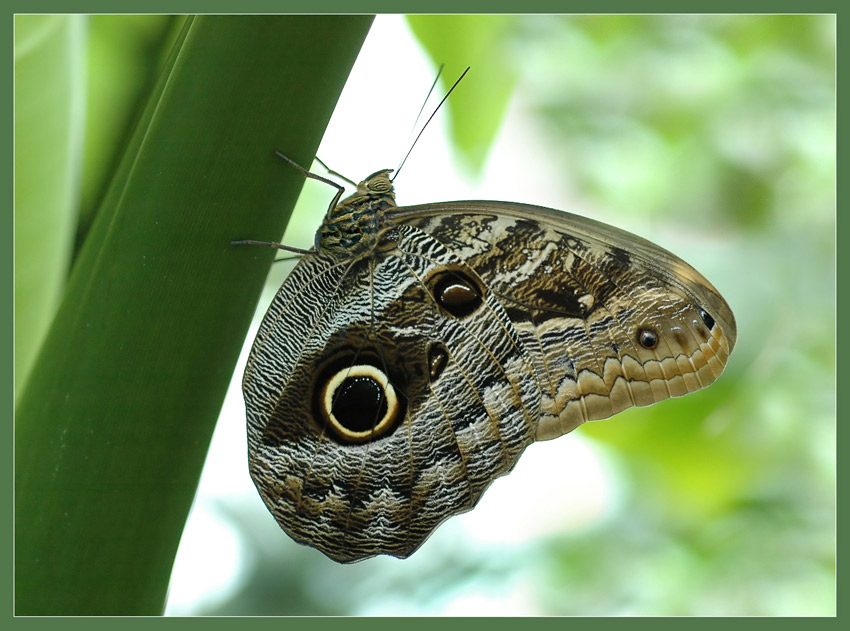 CALIGO teucer