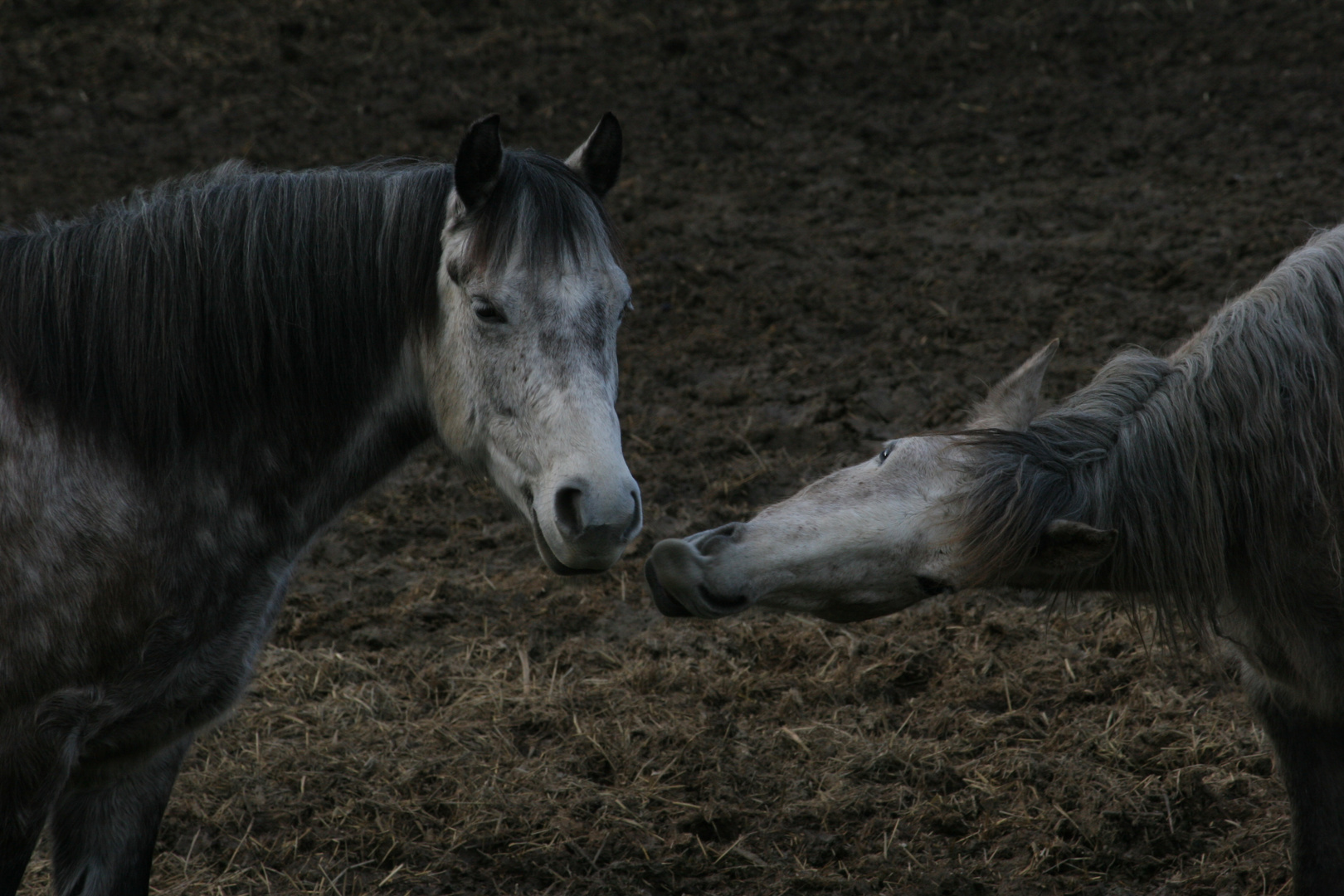 calin