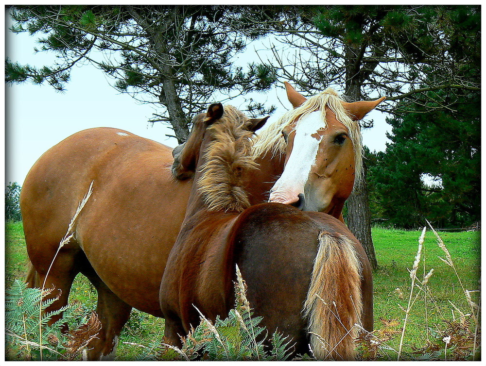 CALIN MAMAN