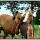 CALIN MAMAN