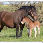 Calin Maman !!!