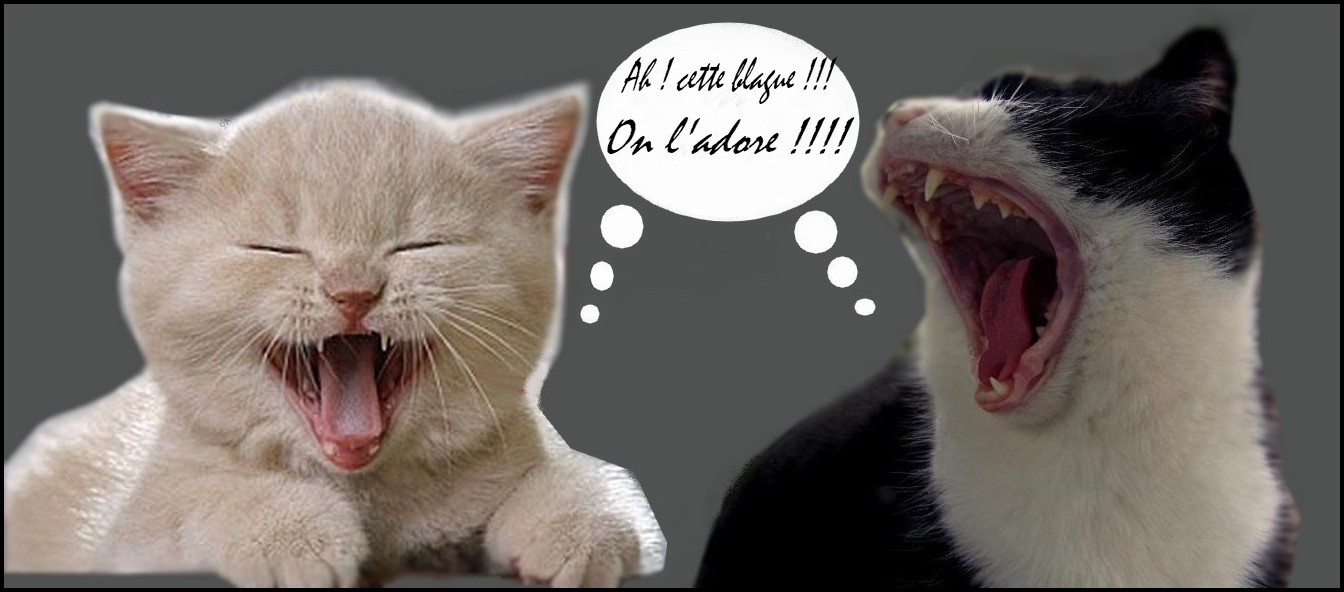 Caline Et Mimie Prises En Flagrant Delire Photo Et Image Photos Marrantes Chats Special Images Fotocommunity Caline Et Mimie Prises En Flagrant Delire Photo Et Image Photos Marrantes Chats Special Images Fotocommunity