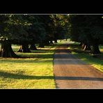 Calke Abbey Park