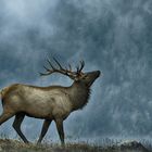 Call of The Elk