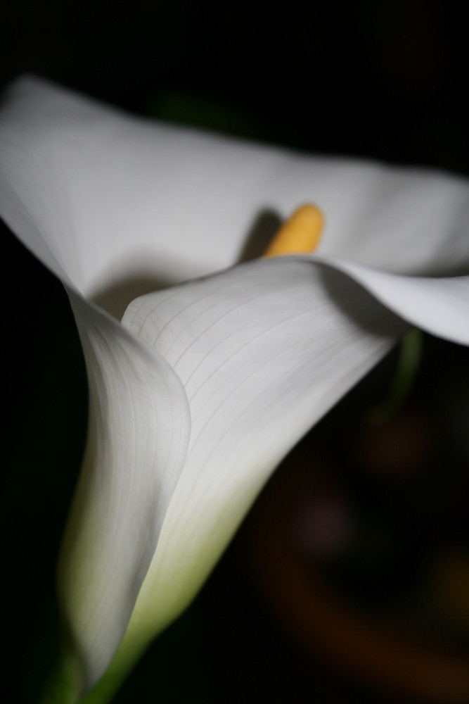 CALLA