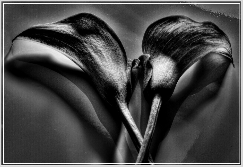 calla