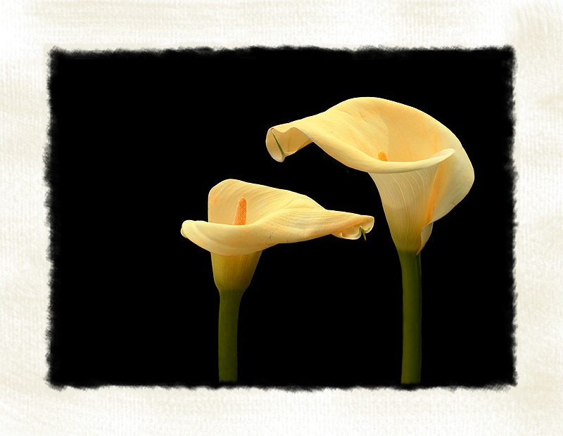 Calla