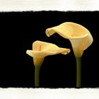 Calla