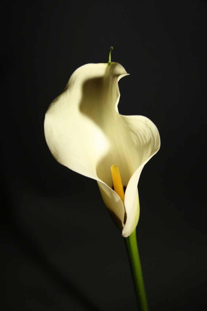 Calla