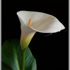 Calla