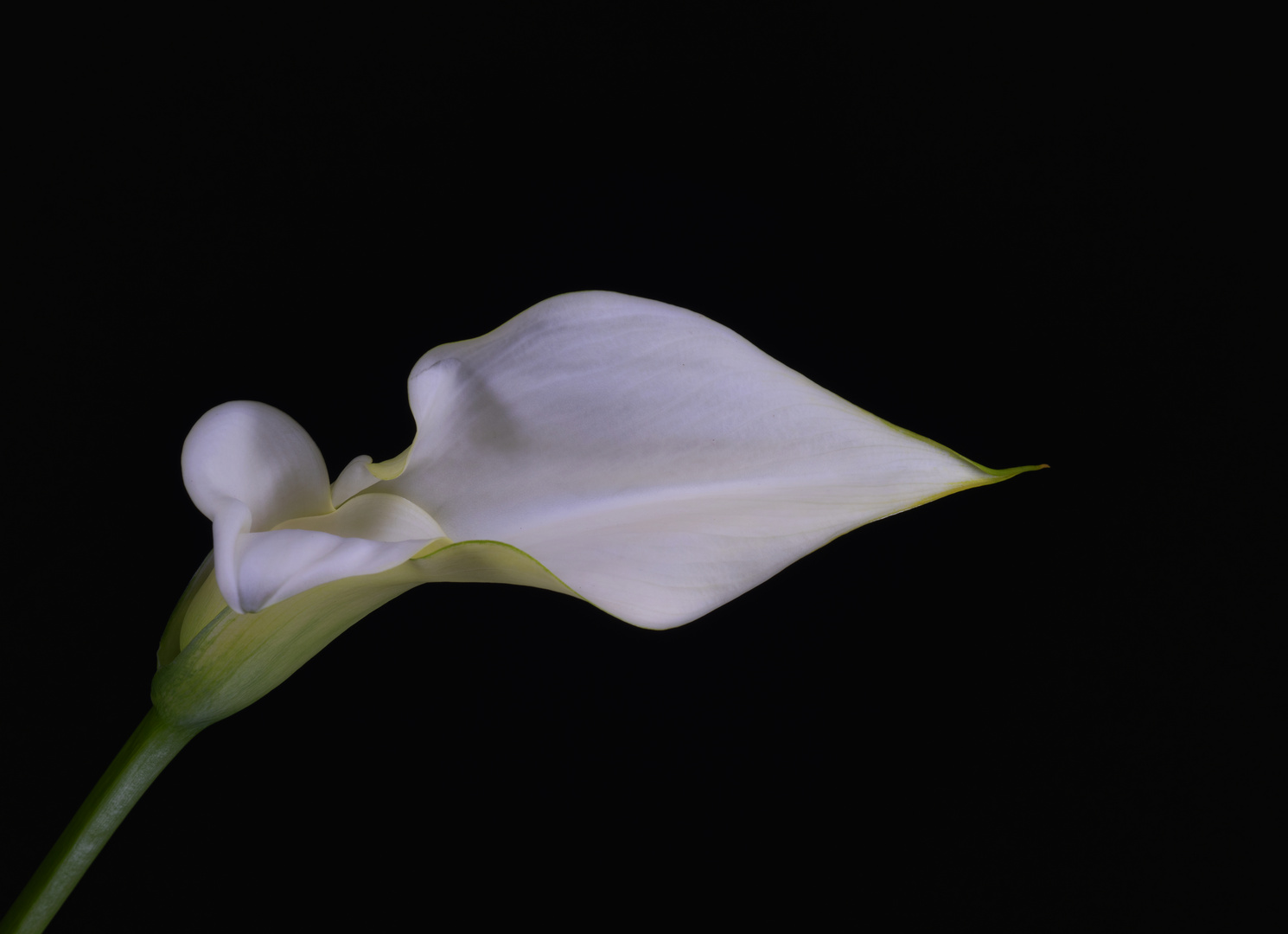 Calla