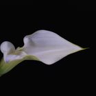 Calla