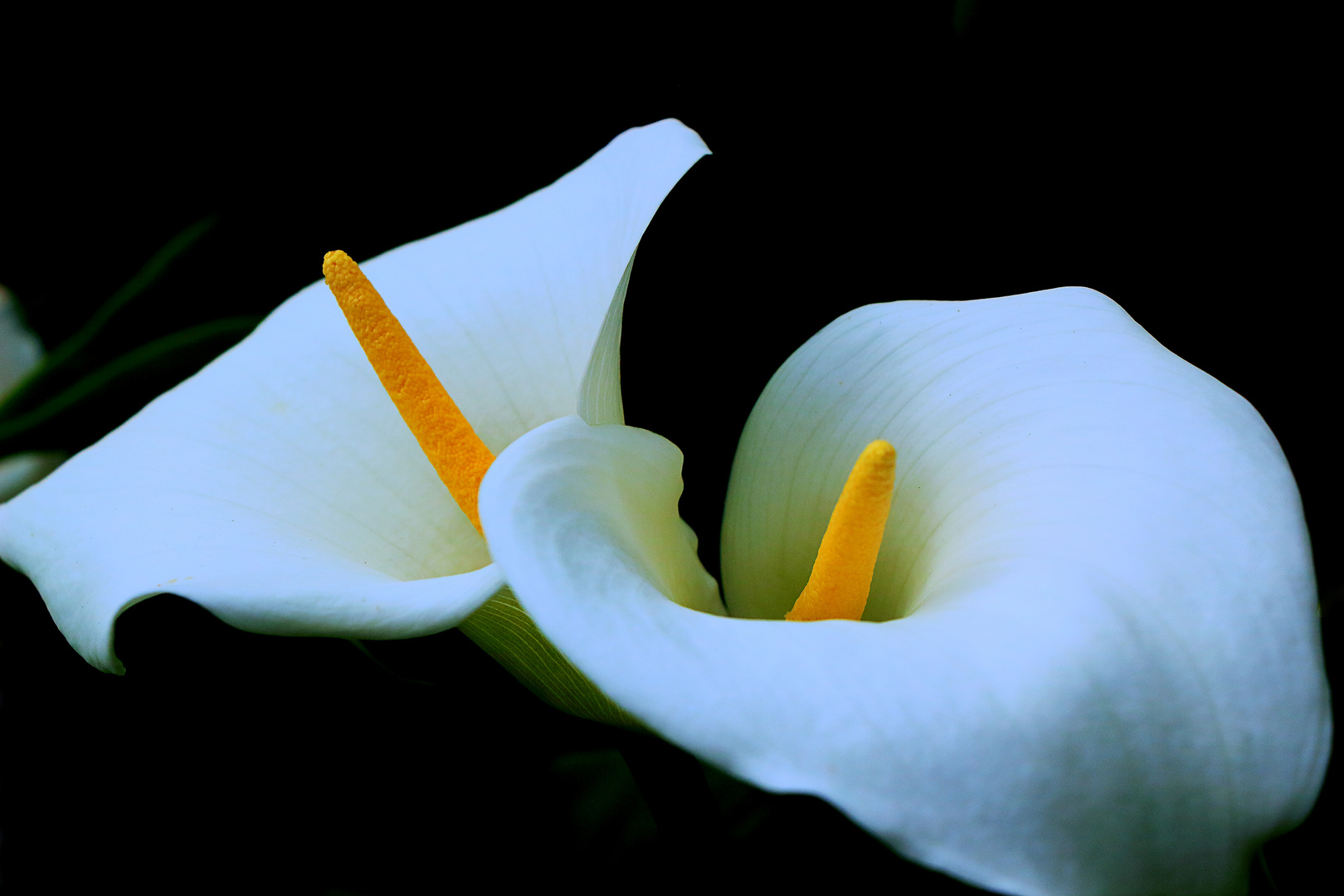 Calla