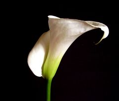 calla