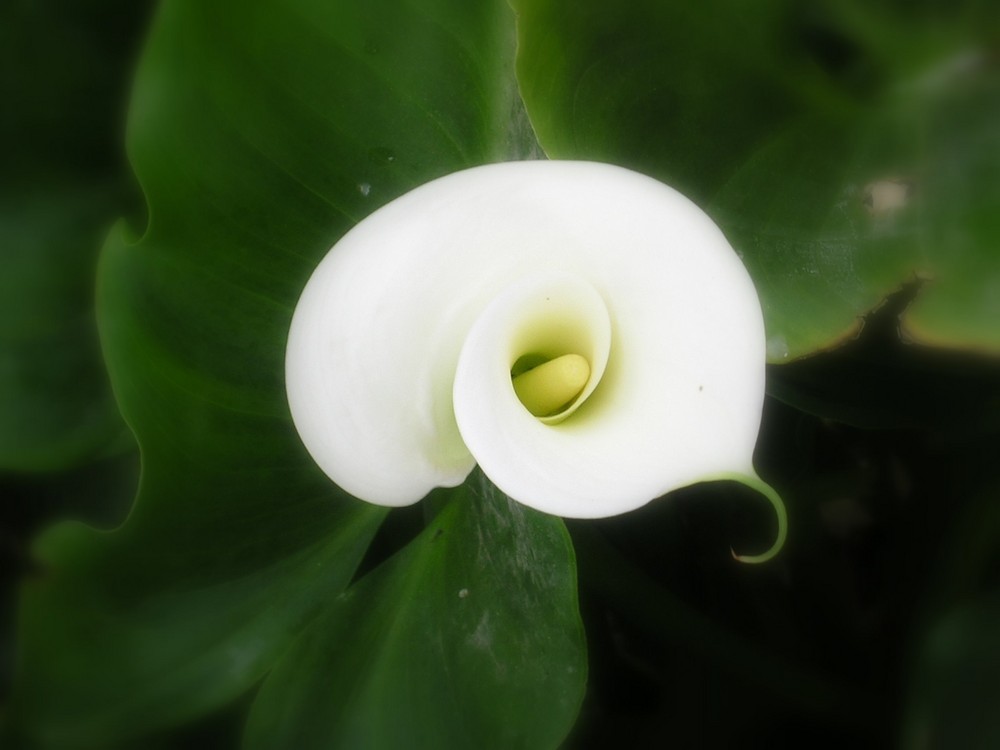 Calla