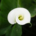 Calla