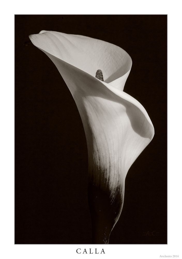 Calla