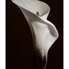 Calla