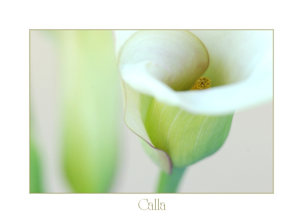 calla