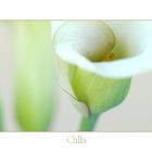 calla