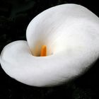 Calla.....