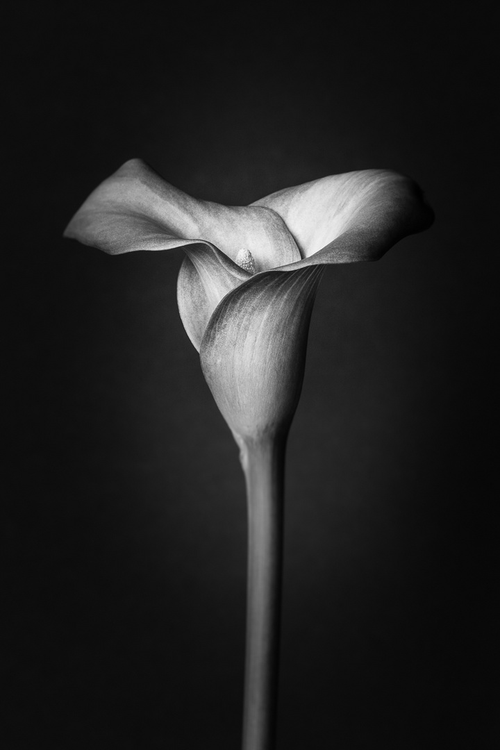 Calla 1