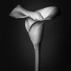 Calla 1