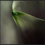 Calla (1)