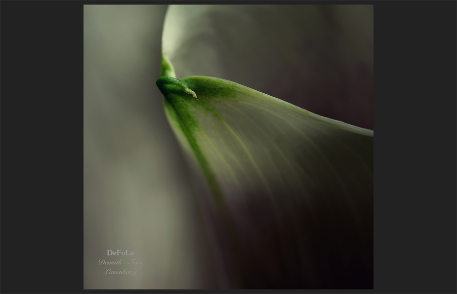 Calla (1)