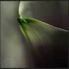 Calla (1)