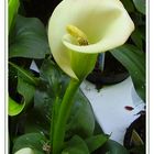 Calla 1