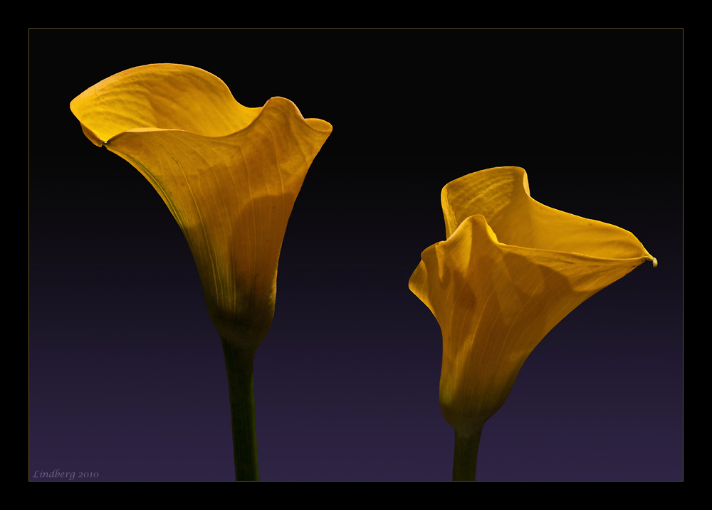 Calla 1