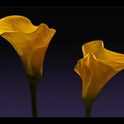 Calla 1