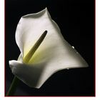 Calla-1