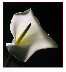 Calla-1