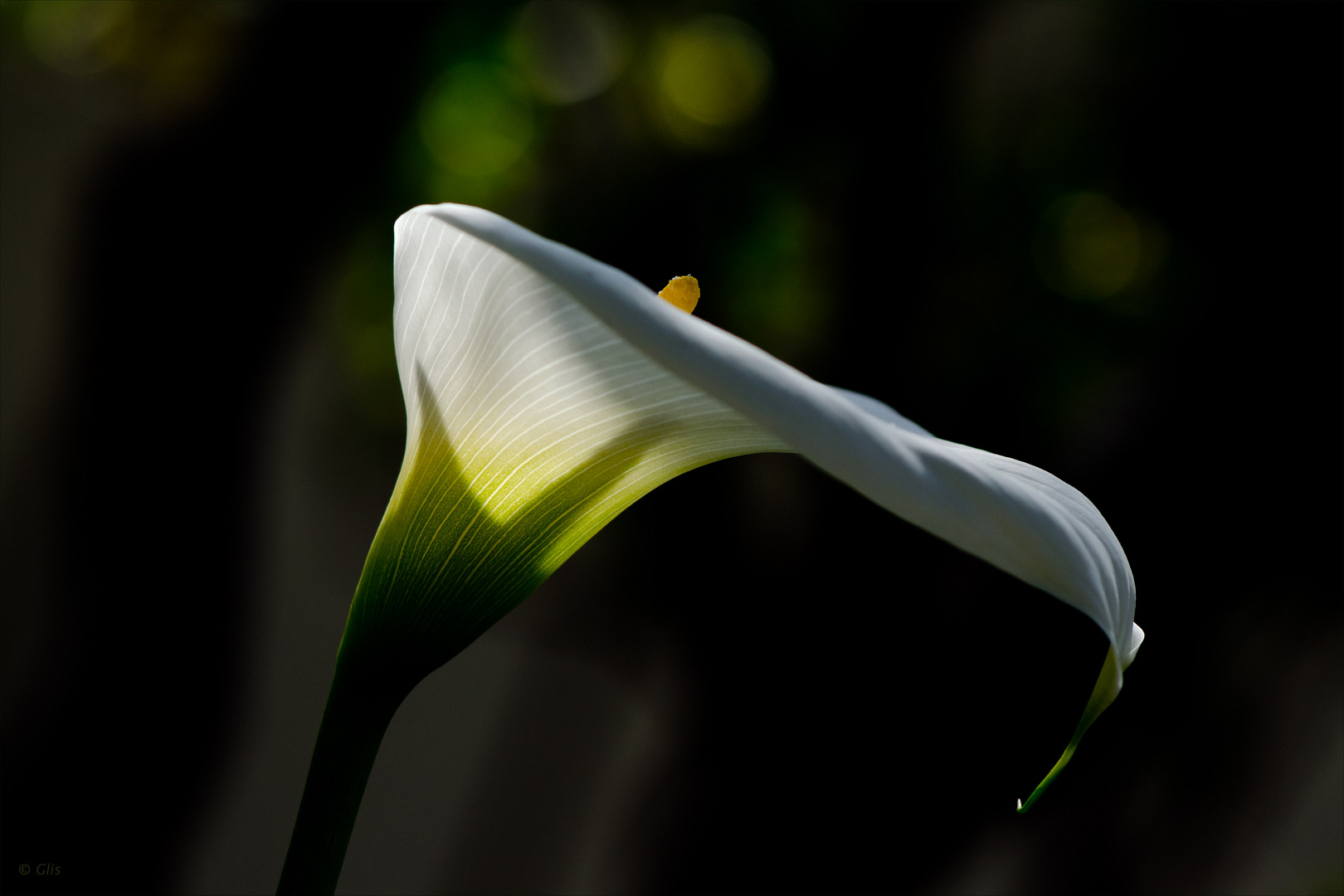 Calla (1) Foto & Bild naturkreativ, aufnahmetechniken, natur fine