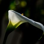 Calla (1)