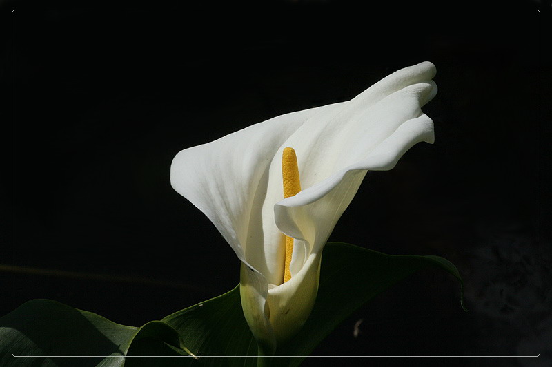 ~ Calla ~