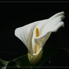 ~ Calla ~