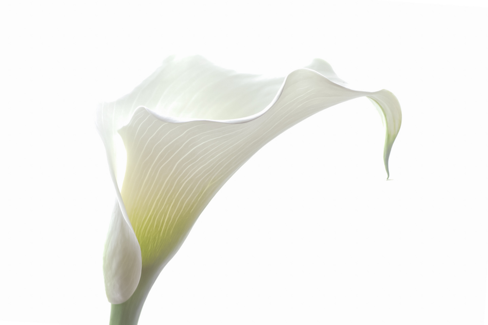 Calla 