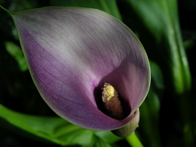 Calla