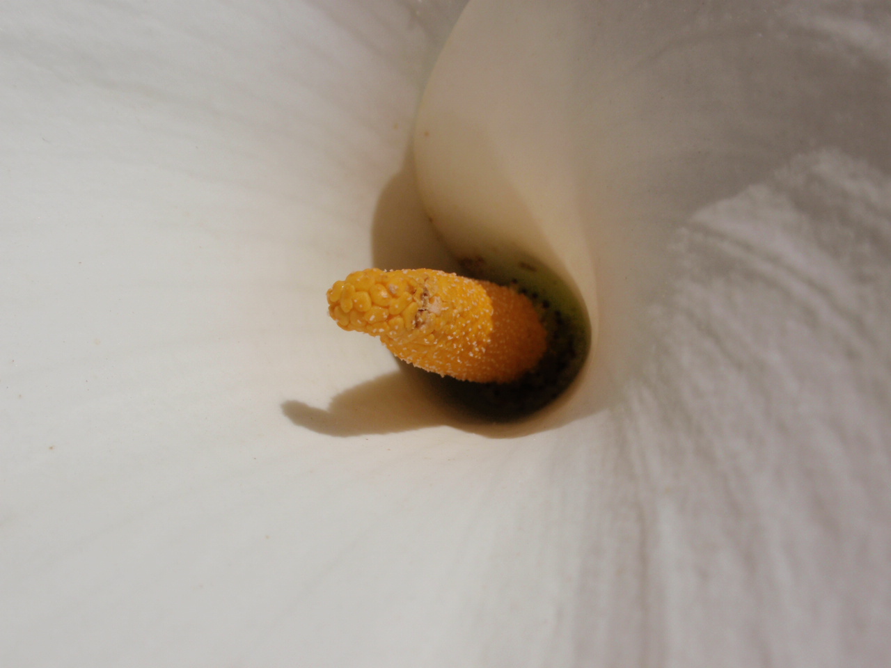 Calla