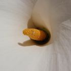 Calla