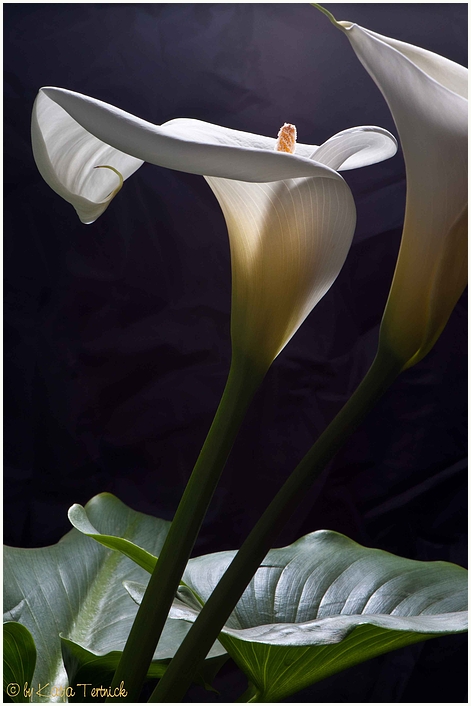 Calla