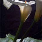 Calla