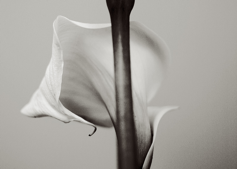 Calla ...