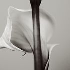 Calla ...