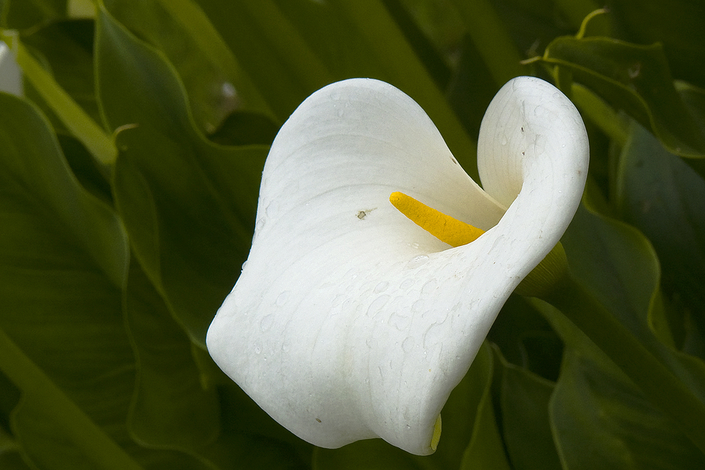 Calla von Peter Bu. 